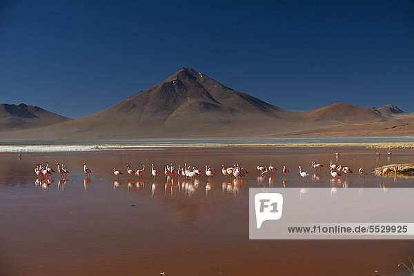 James-Flamingos (Phoenicoparrus jamesi) im Laguna Colorada im Reserva Nacional de Fauna Andina Eduardo Abaroa  Bolivien