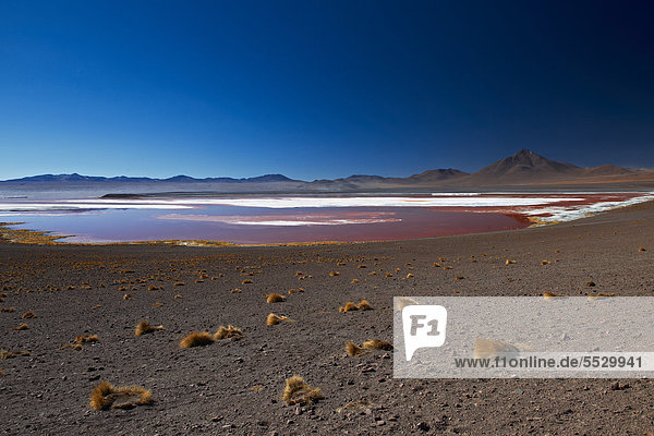 Laguna Colorada im Reserva Nacional de Fauna Andina Eduardo Abaroa  Bolivien