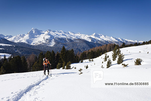 Cross-country skier during the ascent to Cima Bocche Mountain above Passo Valles  with Colbricon Mountain and the Lagorai Group at the rear  beside the Passo Rolle  Dolomites  Trentino  Italy  Europe