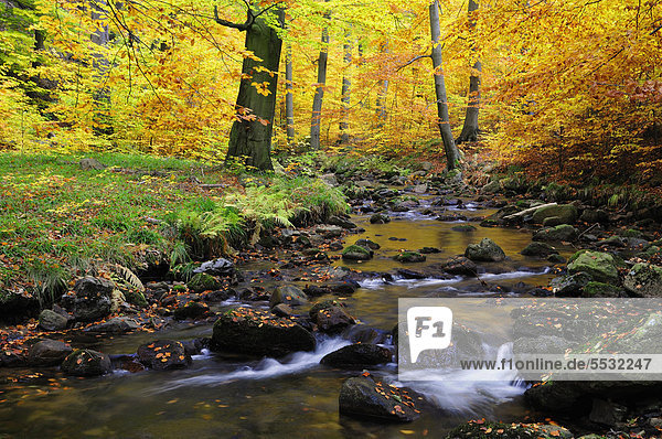 Bachlauf der Ilse im Herbst,  Ilsetal,  Harz,  Sachsen-Anhalt,  Deutschland,  Europa