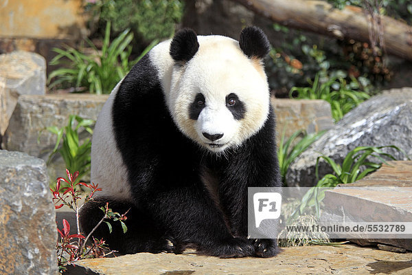 Großer Panda (Ailuropoda melanoleuca)  adult  Adelaide Zoo  Adelaide  Australien