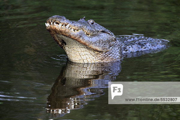 Mississippi-Alligator  auch Hechtalligator (Alligator mississippiensis)  adult  männlich  im Wasser  Balz  Florida  USA