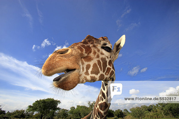 Reticulated Giraffe (Giraffa camelopardalis reticulata) adult portrait in captivity Florida USA
