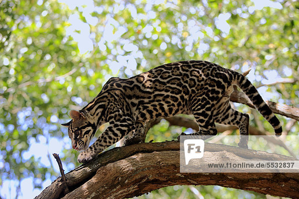 Ozelot (Leopardus pardalis  Felis pardalis)  adult  männlich  Baum  Honduras  Zentralamerika
