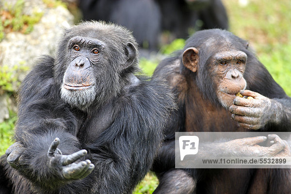 Schimpanse (Pan troglodytes troglodytes)  halberwachsenes Jungtier und Mutter  captive  Florida  USA