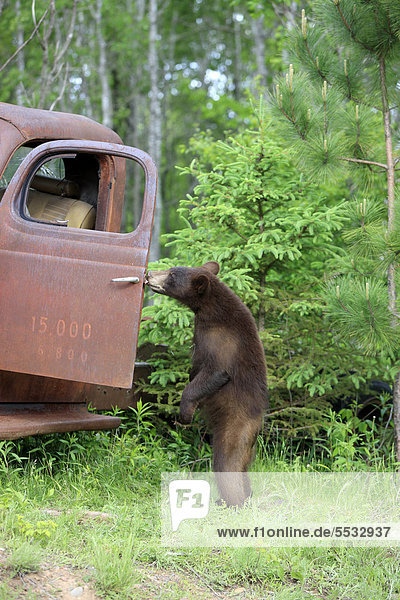 Schwarzbär (Ursus americanus)  Jungtier  aufrecht stehend  an Auto  Wrack  Minnesota  USA