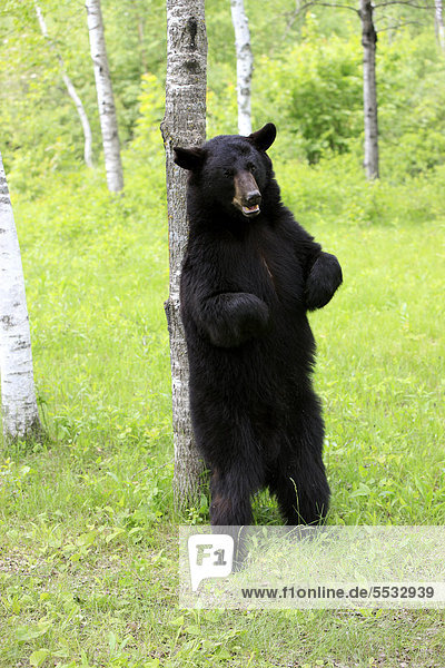 Schwarzbär (Ursus americanus)  adult  aufrecht stehend  kratzt sich an Baum  Minnesota  USA