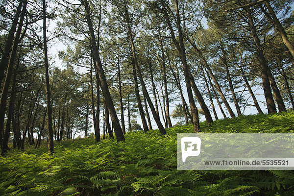 Pine woods  Crozon Peninsula  FinistËre  Brittany  France