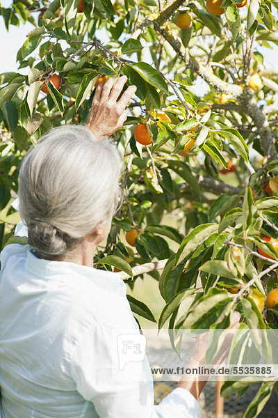 Seniorin pflückt Orange vom Baum  Rückansicht
