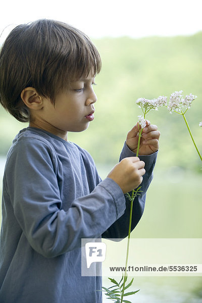 Boy looking at wildflower