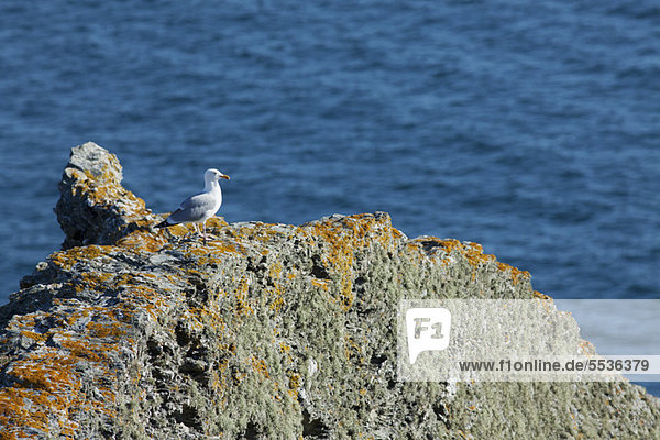 Möwe sitzt auf dem Felsen