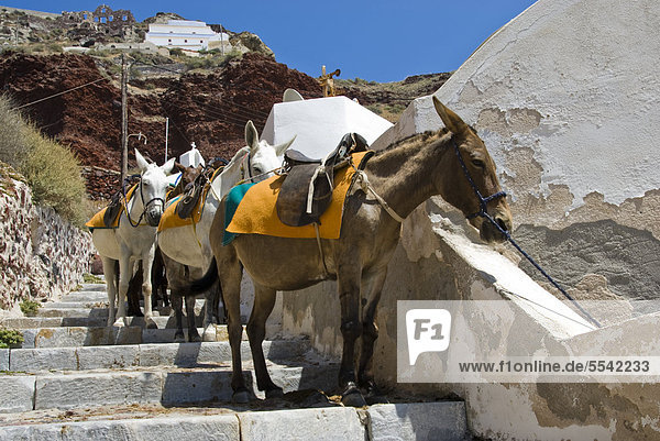 Mules  Santorini Island  Greece  Europe