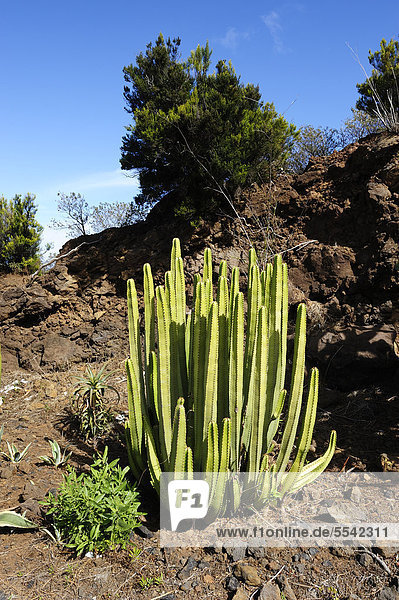 Euphorbie (Euphorbia sp.)  La Palma  Kanaren  Kanarische Inseln  Spanien  Europa  ÖffentlicherGrund