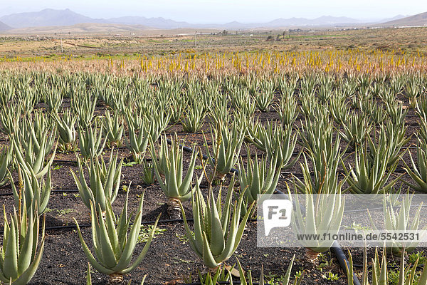 Aloe-Vera-Anbau auf Fuerteventura  Kanaren  Kanarische Insel  Spanien  Europa