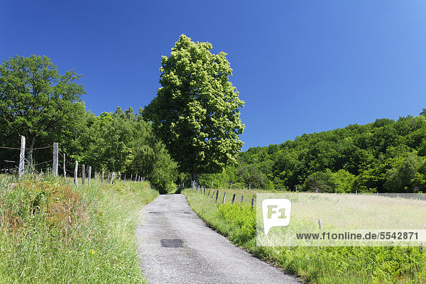 Straße mit Baum  Landschaft von Xaintrie oder Saintrie  Dordogne-Tal  CorrËze  Limousin  Frankreich  Europa