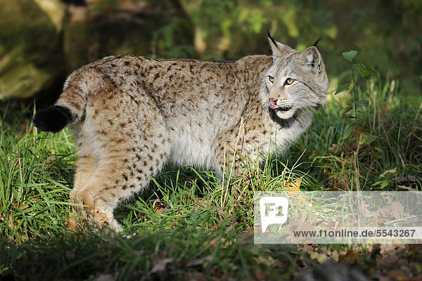 Luchs (Lynx lynx)  Bayern  Deutschland  Europa