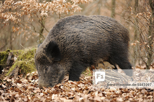 Wildschwein (Sus scrofa)  Schwarzwild  Muttertier  Bache  mit säugenden Frischlingen  Deutschland  Europa