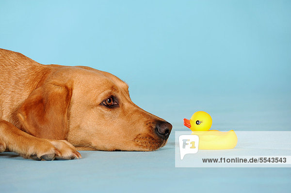 Labrador Retriever Hündin liegt vor Badeente