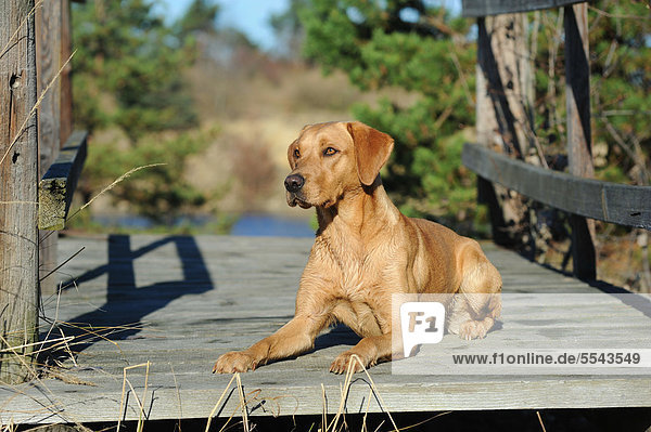 Labrador Retriever Hündin liegt auf Holzsteg