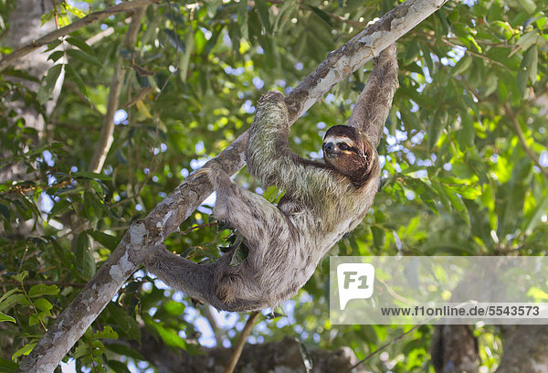 BraunkehlFaultier Bradypus variegatus auf Baum beim