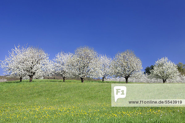 Blühende Kirschbäume  Obstbaumblüte im Eggener Tal  Markgräfler Land  Schwarzwald  Baden-Württemberg  Deutschland  Europa