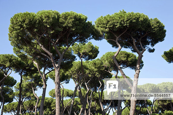 Pinien (Pinus pinea)  Park Villa Borghese  Rom  Italien  Europa