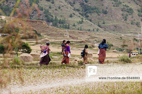 Bhutanese walking in paddy field  Bhutan