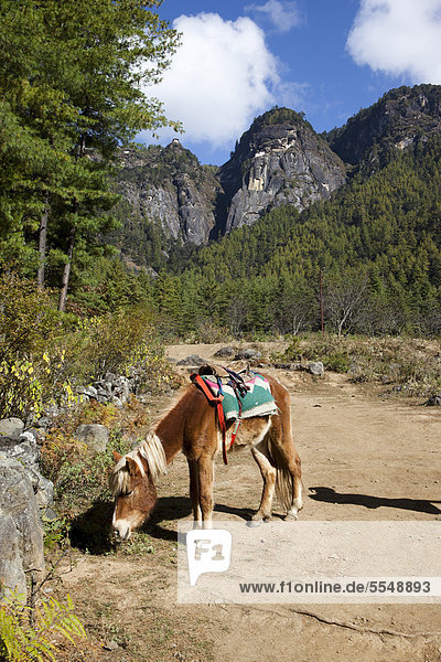 Pferd im Paro-Tal  Bhutan
