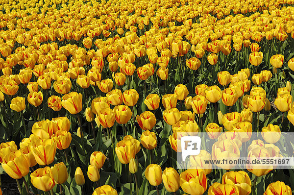 Tulpenfeld (Tulipa spec.) bei Lisse  Südholland  Holland  Niederlande  Europa
