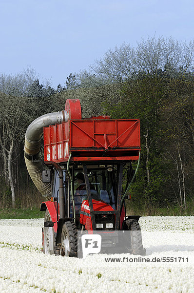 Tulpenfeld  Blüten werden maschinell mit Traktor abgeschnitten  Lisse  Südholland  Holland  Niederlande  Europa