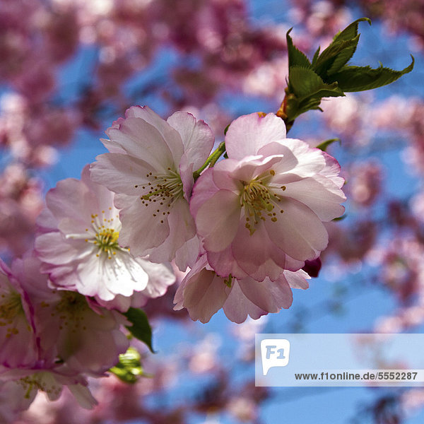 Almond blossoms (Prunus dulcis)  Erfurt  Thuringia  Germany  Europe