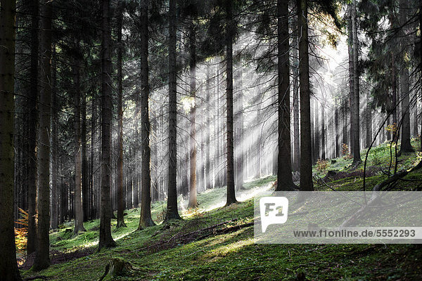 Sonnenstrahlen im Wald  Gehlberg  Thüringer Wald  Thüringen  Deutschland  Europa