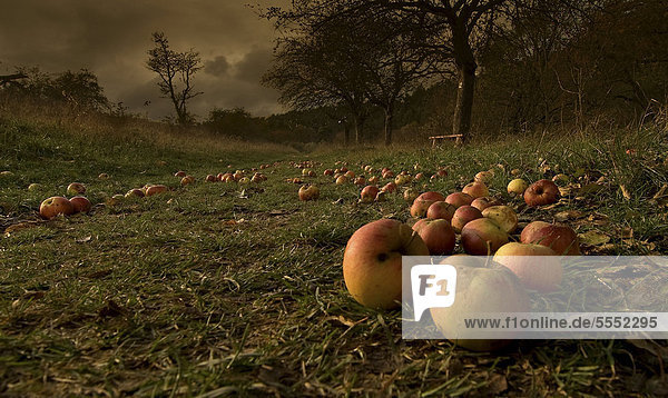 Apples (Malus) on the edge of a field  Erfurt  Thuringia  Germany  Europe