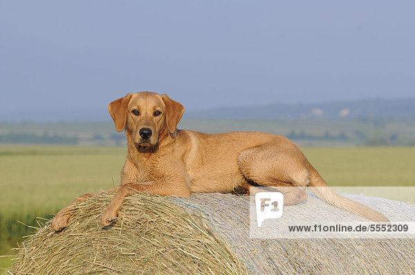 Labrador Retriever Hündin liegt auf Strohballen
