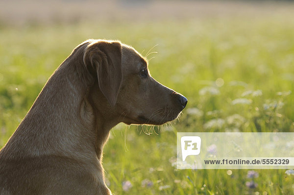Labrador Retriever Hündin  Gegenlichtaufnahme  Portrait