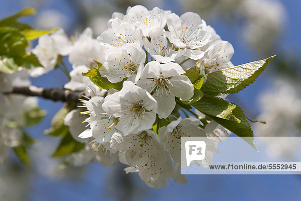 Blüte der Kirsche (Prunus avium)  Obstblüte  Wurzen  Sachsen  Deutschland  Europa