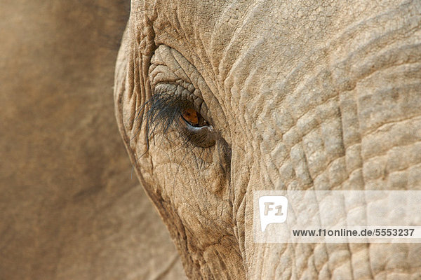 Nahaufnahme von afrikanischen Elefanten