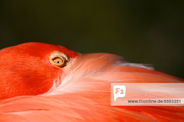 West indian Flamingo  close up