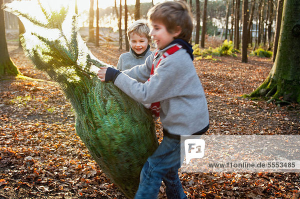 Zwei Jungen mit einem Weihnachtsbaum im Wald