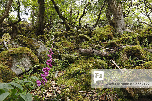 Roter Fingerhut (Digitalis purpurea)  Glenveagh-Nationalpark  County Donegal  Irland  Europa