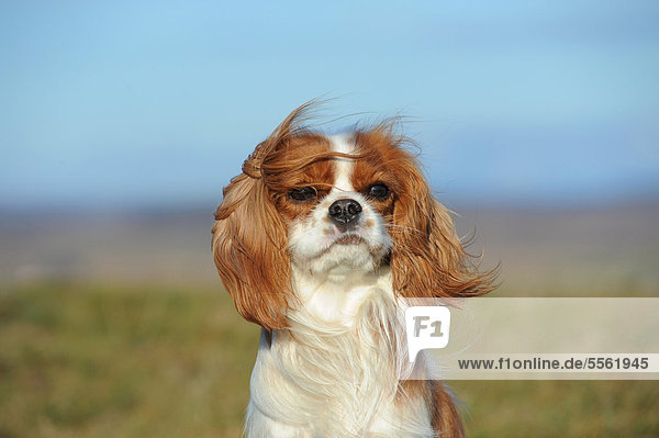 Cavalier King Charles Spaniel Blenheim  Portrait im Wind