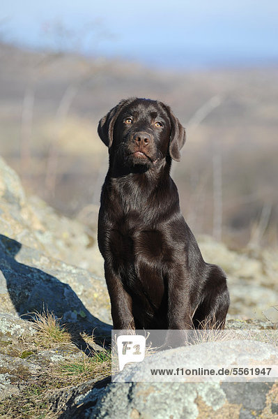 Labrador Retriever Welpe chocolate  sitzend