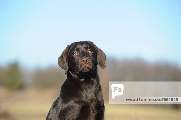 Labrador Retriever Welpe chocolate  Portrait