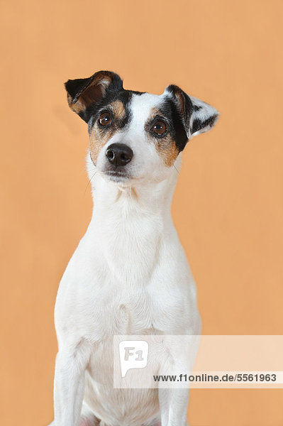 Parson Russell Terrier  sitzend