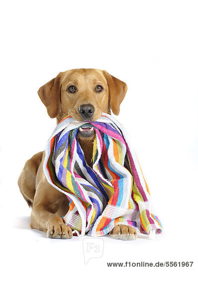 Yellow Labrador Retriever bitch with a striped beach towel in its mouth