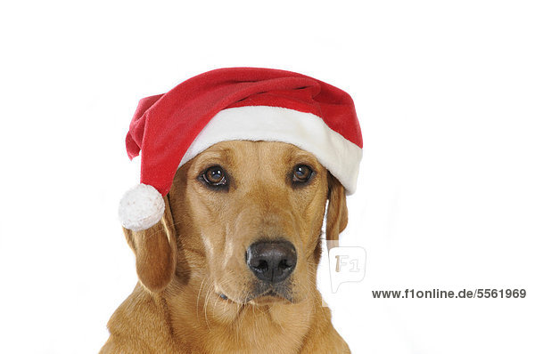 Portrait gelb Hut Kleidung Labrador Retriever