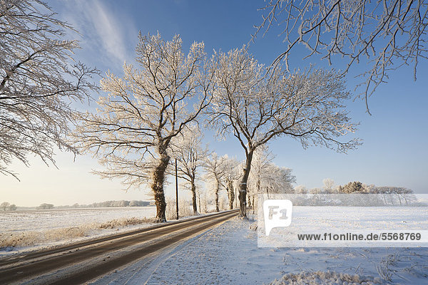 Tree-lined road in winter in Schleswig-Holstein,  Germany