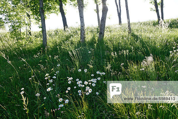 Wiese mit Gänseblümchen (Bellis sp.) und Birken (Betula sp.) Haute-Loire Auvergne Frankreich Europa