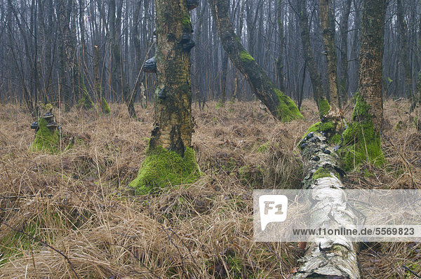 Birkenbruchwald  Moor-Birken (Betula pubescens)  Hilter  Emsland  Niedersachsen  Deutschland  Europa