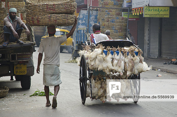 Lebendige Hühner werden per Fahrrad transportiert  Kolkata  Kalkutta  Westbengalen  Indien  Asien